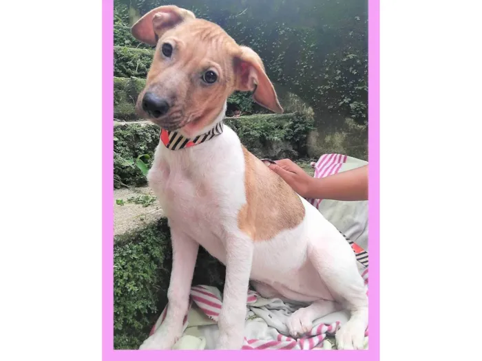 Cachorro ra a SRD-ViraLata idade 2 a 6 meses nome Festinha