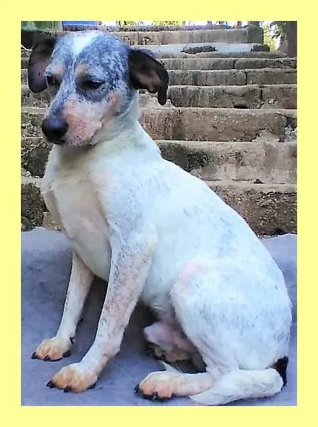 Cachorro ra a SRD-ViraLata idade 1 ano nome Faísca 