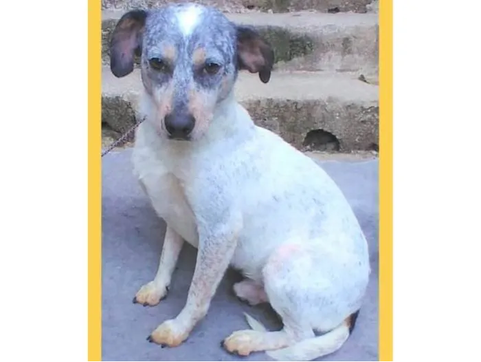 Cachorro ra a SRD-ViraLata idade 1 ano nome Faísca 