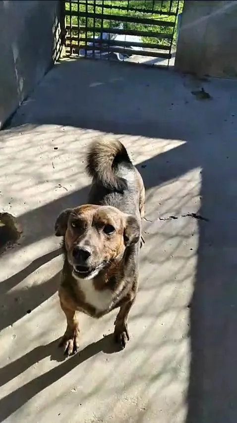 Cachorro ra a SRD-ViraLata idade 2 anos nome Tabaco