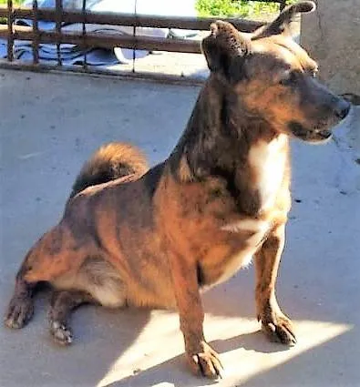 Cachorro ra a SRD-ViraLata idade 2 anos nome Tabaco