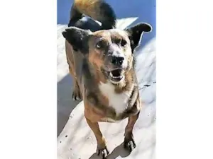 Cachorro raça SRD-ViraLata idade 2 anos nome Tabaco