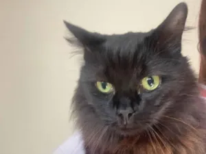 Gato raça Angorá idade 3 anos nome NAO SEI