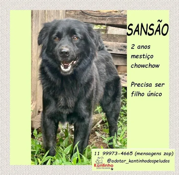 Cachorro ra a SRD-ViraLata idade 2 anos nome Sansão