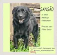 Sansão