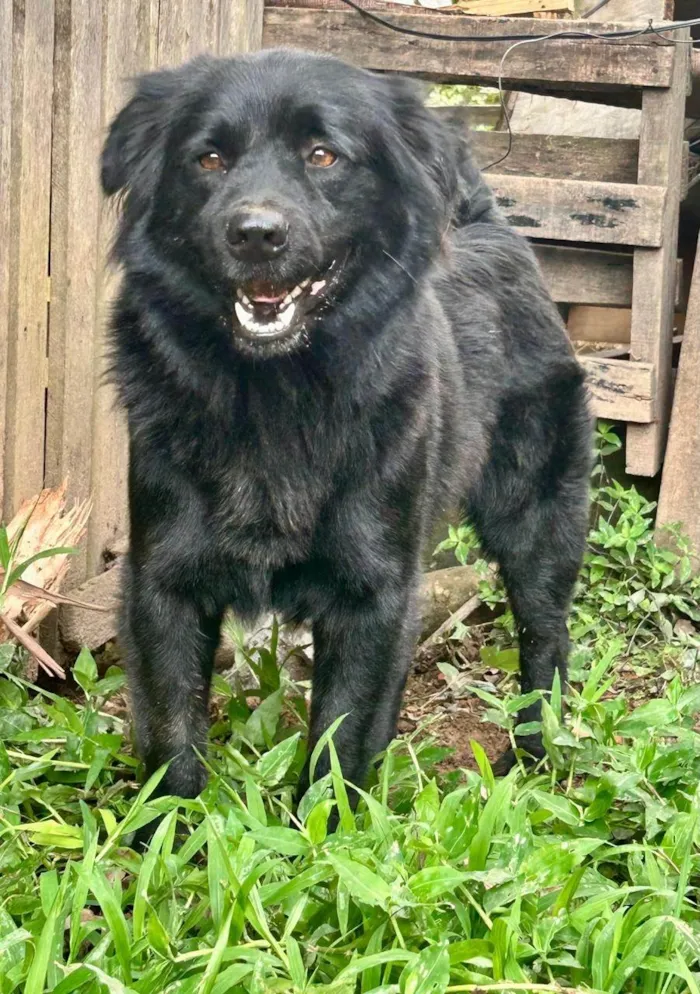 Cachorro ra a SRD-ViraLata idade 2 anos nome Sansão
