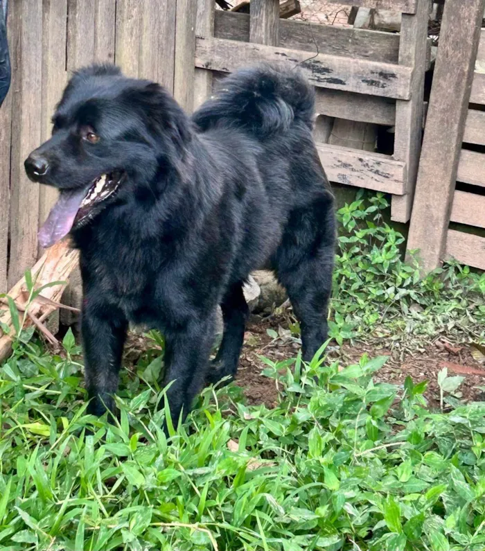 Cachorro ra a SRD-ViraLata idade 2 anos nome Sansão