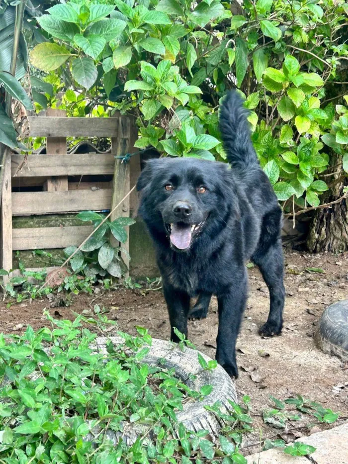 Cachorro ra a SRD-ViraLata idade 2 anos nome Sansão