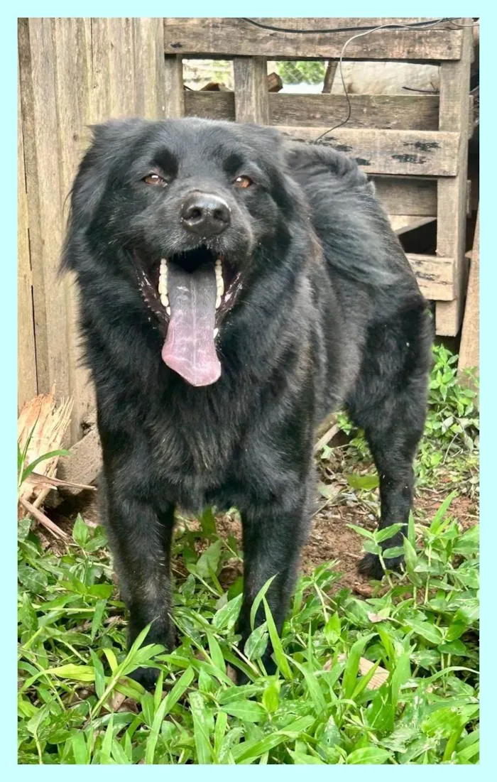 Cachorro ra a SRD-ViraLata idade 2 anos nome Sansão