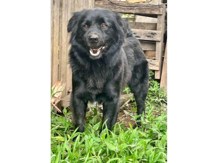 Cachorro ra a SRD-ViraLata idade 2 anos nome Sansão