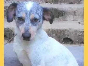 Cachorro raça SRD-ViraLata idade 1 ano nome Faísca 