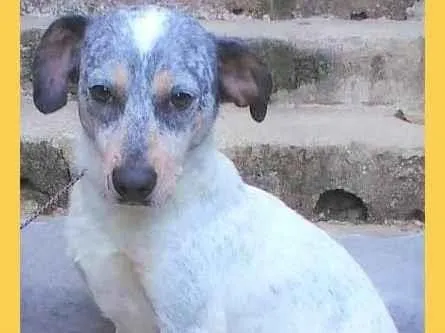 Cachorro ra a SRD-ViraLata idade 1 ano nome Faísca 