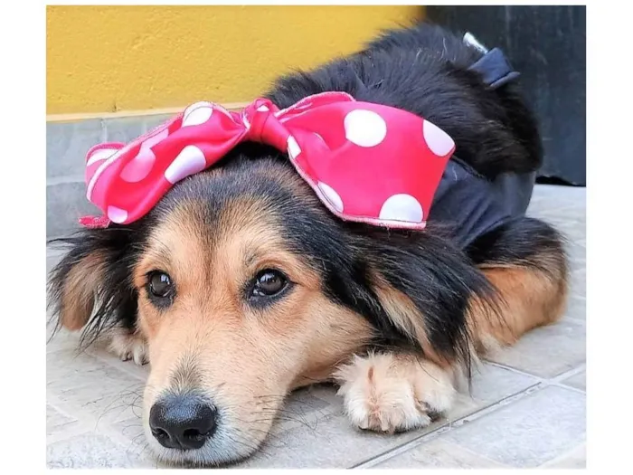 Cachorro ra a SRD-ViraLata idade 1 ano nome Mafalda