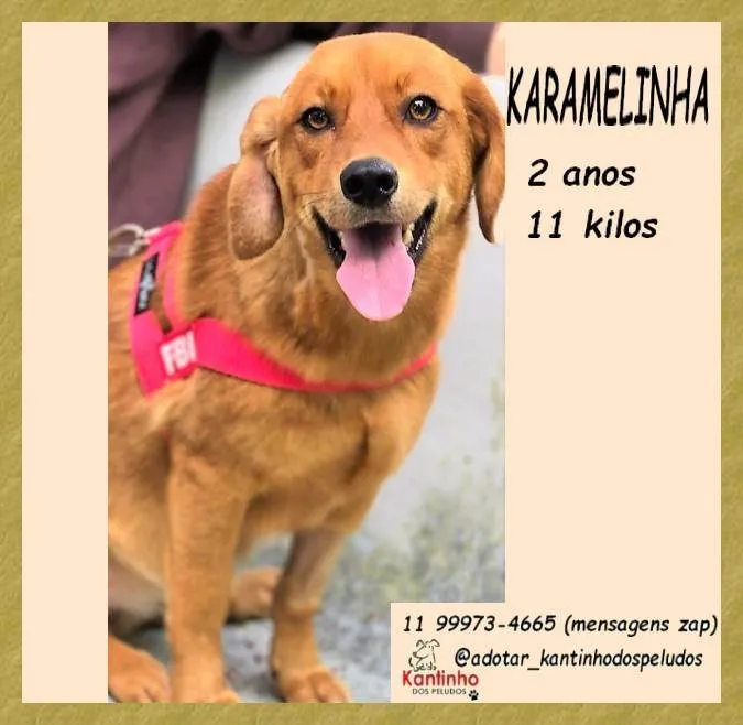 Cachorro ra a SRD-ViraLata idade 2 anos nome Karamelinha 