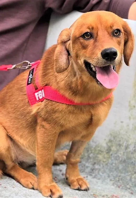 Cachorro ra a SRD-ViraLata idade 2 anos nome Karamelinha 