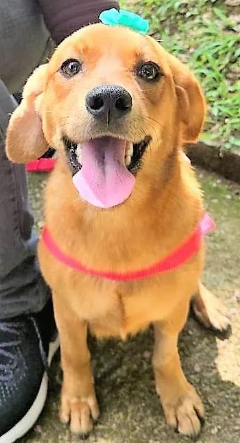 Cachorro ra a SRD-ViraLata idade 2 anos nome Karamelinha 