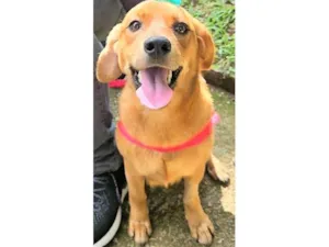 Cachorro raça SRD-ViraLata idade 2 anos nome Karamelinha 