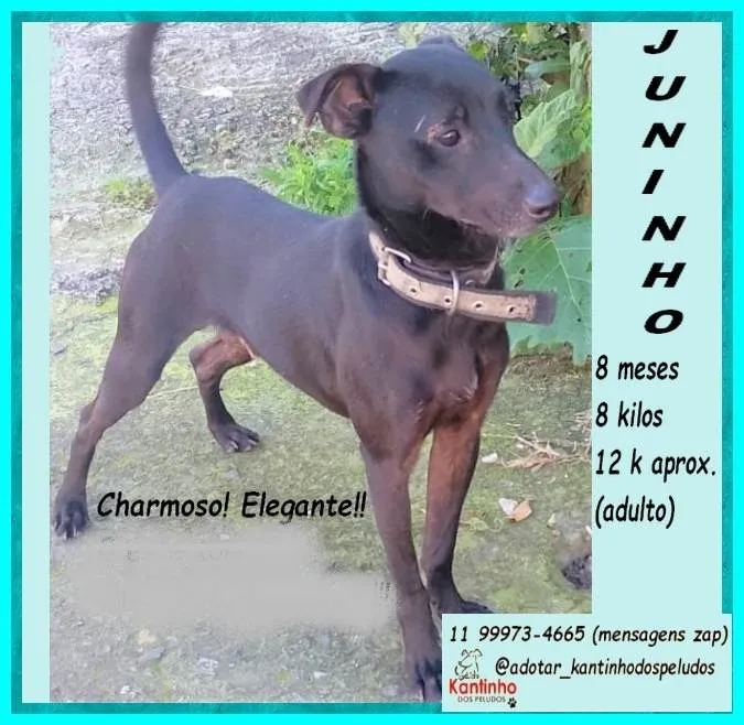 Cachorro ra a SRD-ViraLata idade 7 a 11 meses nome Juninho