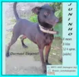 Juninho