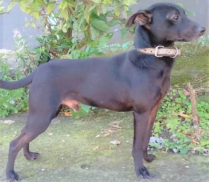 Cachorro ra a SRD-ViraLata idade 7 a 11 meses nome Juninho