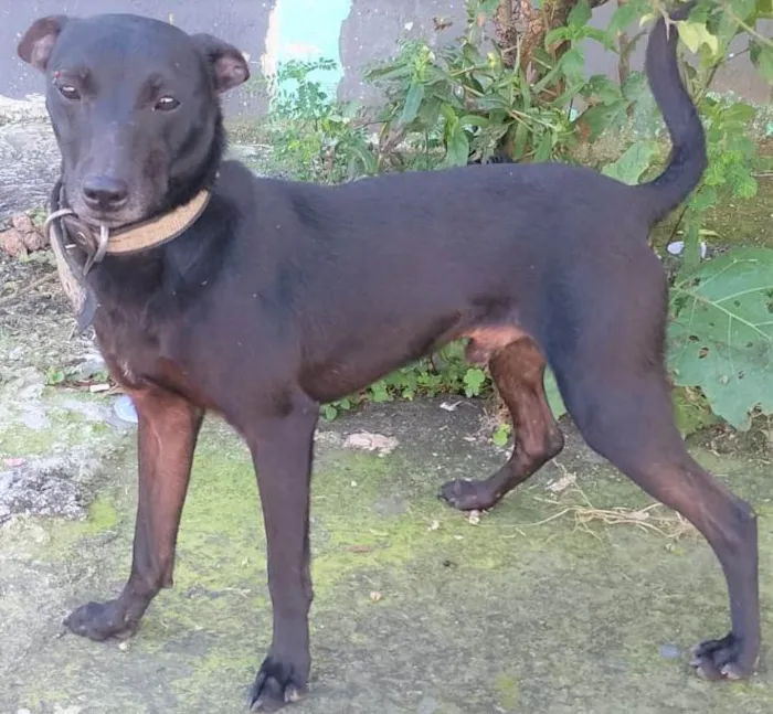 Cachorro ra a SRD-ViraLata idade 7 a 11 meses nome Juninho