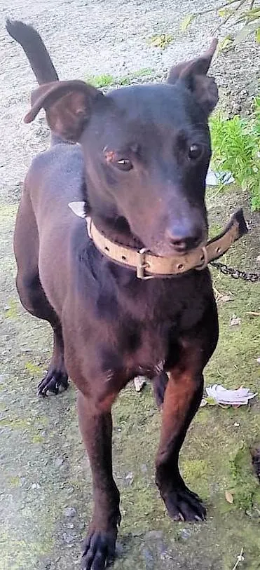 Cachorro ra a SRD-ViraLata idade 7 a 11 meses nome Juninho