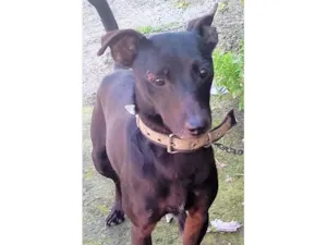 Cachorro raça SRD-ViraLata idade 7 a 11 meses nome Juninho