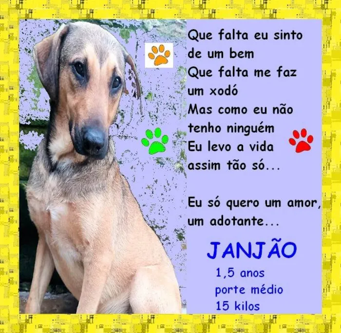Cachorro ra a SRD-ViraLata idade 1 ano nome Janjão