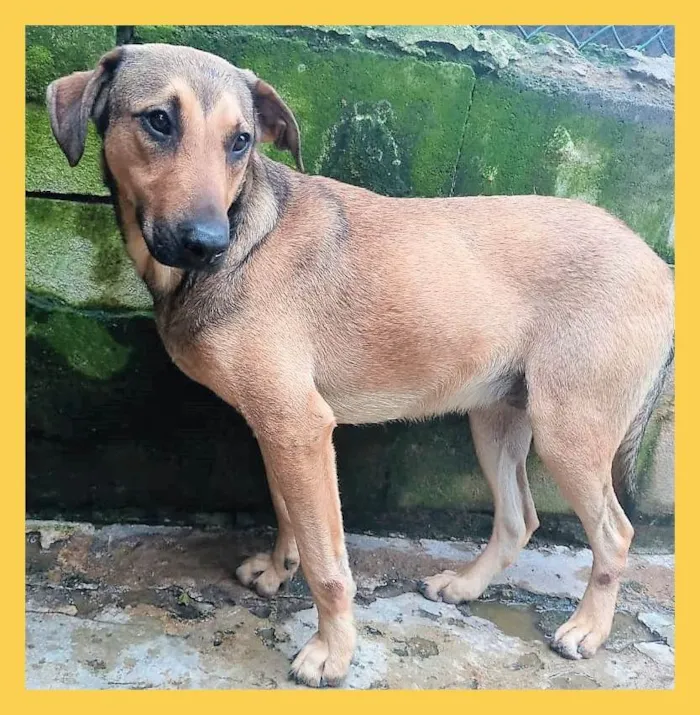 Cachorro ra a SRD-ViraLata idade 1 ano nome Janjão