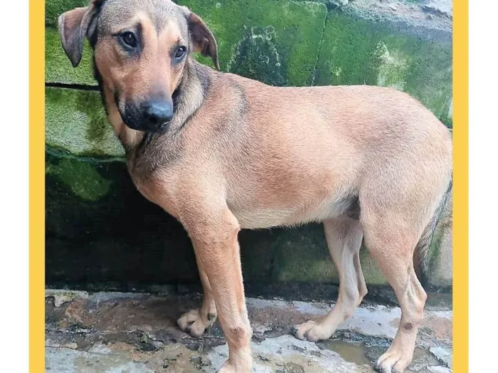 Cachorro ra a SRD-ViraLata idade 1 ano nome Janjão