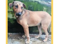 Cachorro raça SRD-ViraLata idade 1 ano nome Janjão