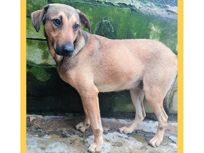 Cachorro ra a SRD-ViraLata idade 1 ano nome Janjão