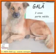 Galã