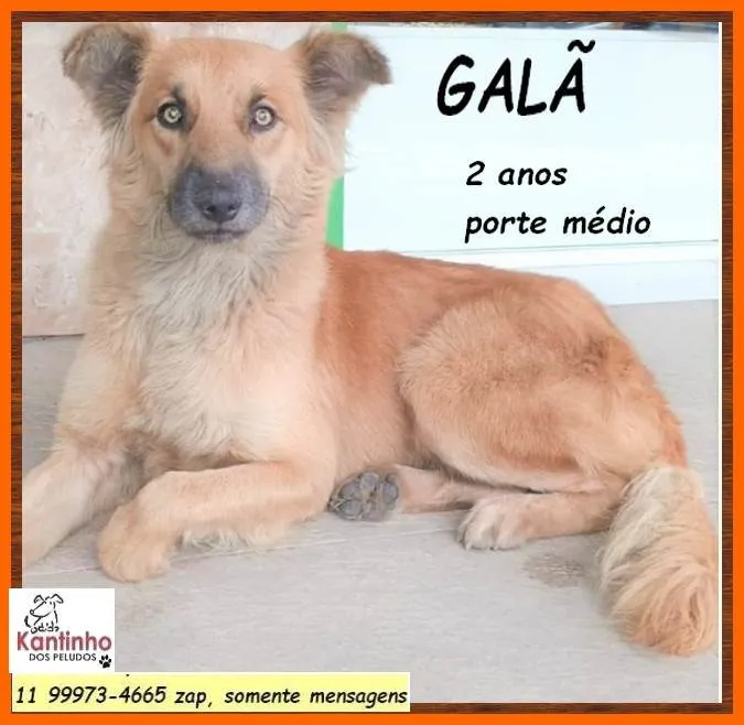 Cachorro ra a SRD-ViraLata idade 2 anos nome Galã