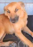 Galã