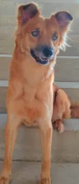 Galã