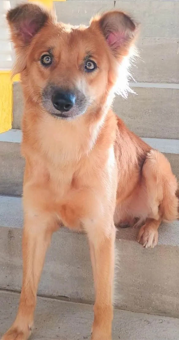 Cachorro ra a SRD-ViraLata idade 2 anos nome Galã
