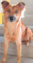 Galã