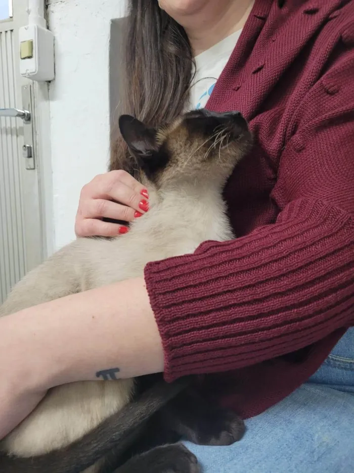 Gato ra a Siamês idade 1 ano nome Capucchino