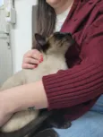 Capucchino