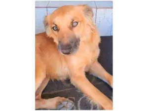 Cachorro raça SRD-ViraLata idade 2 anos nome Galã