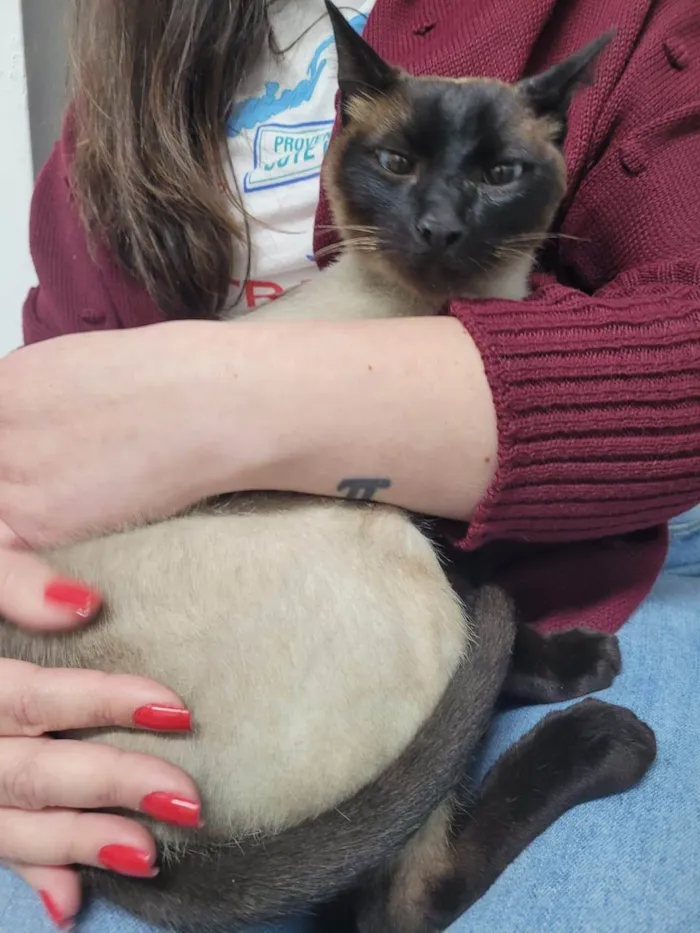 Gato ra a Siamês idade 1 ano nome Capucchino