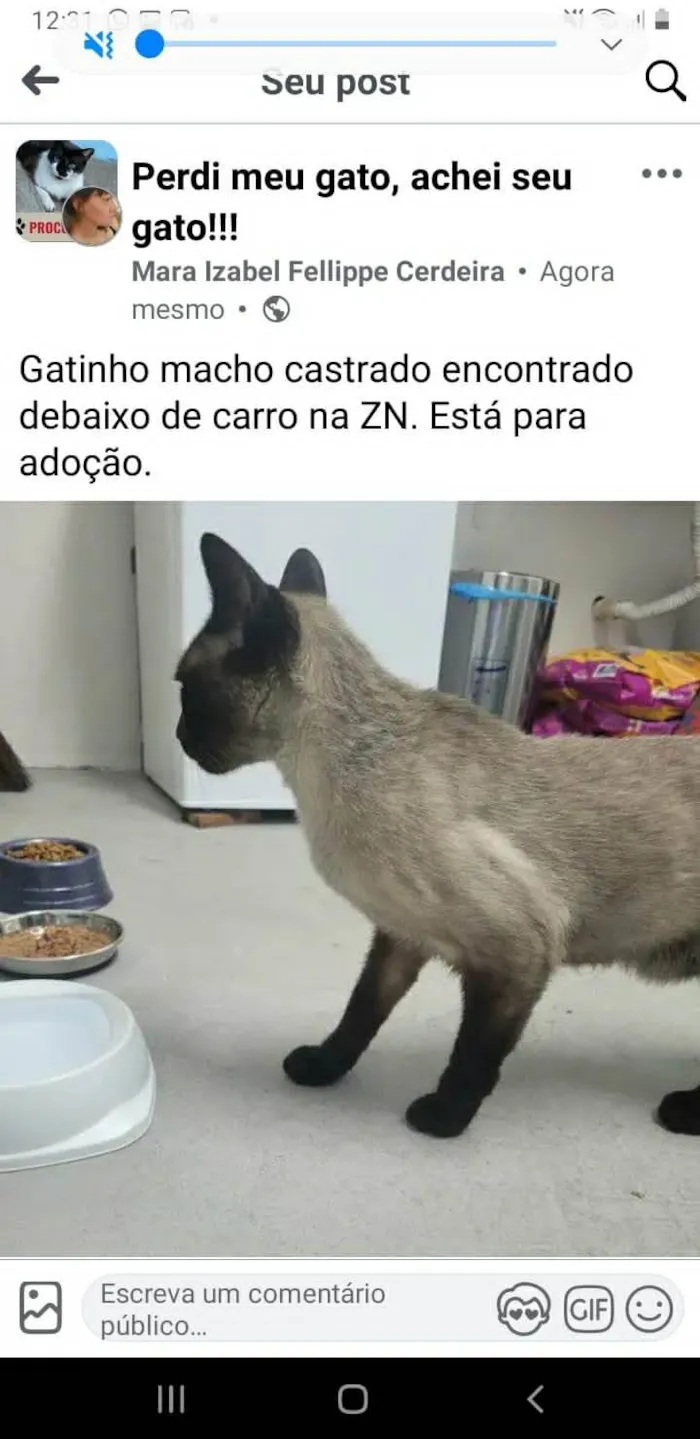 Gato ra a Siamês idade 1 ano nome Capucchino