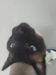 Capucchino