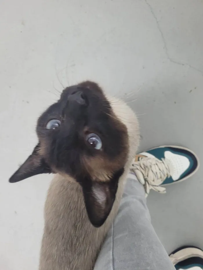 Gato ra a Siamês idade 1 ano nome Capucchino