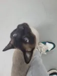 Capucchino