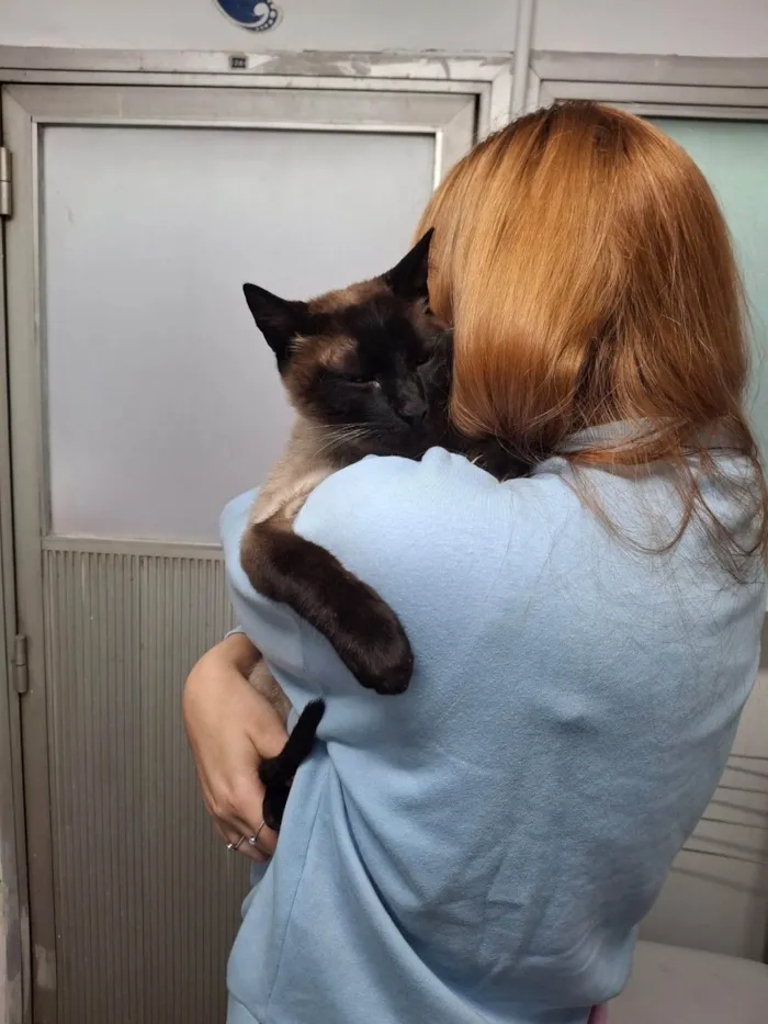 Gato ra a Siamês idade 1 ano nome Capucchino