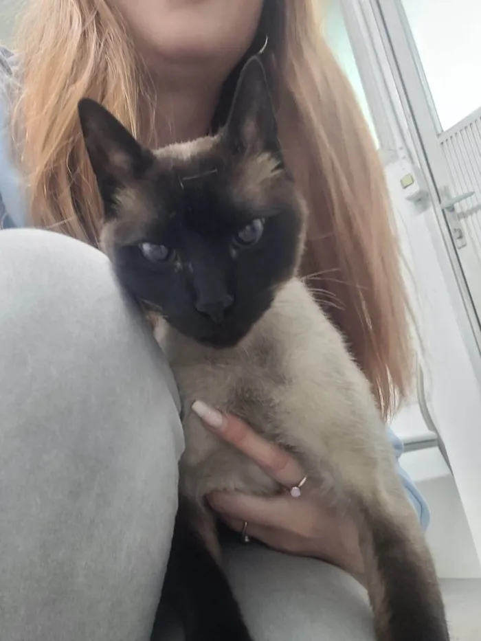 Gato ra a Siamês idade 1 ano nome Capucchino