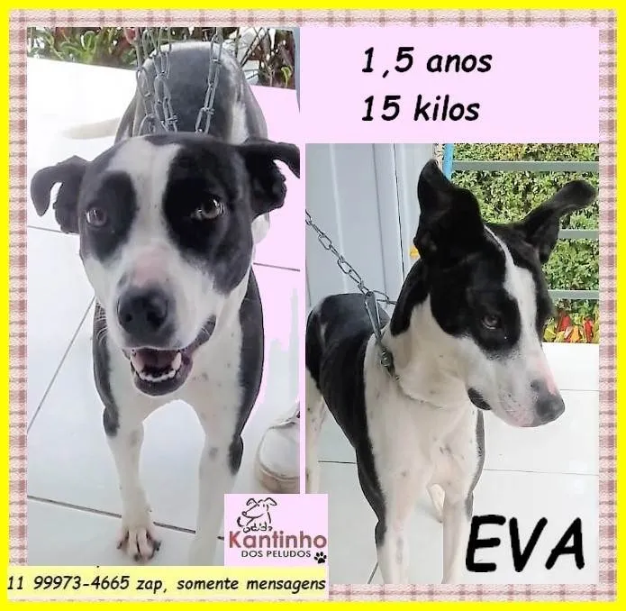Cachorro ra a SRD-ViraLata idade 1 ano nome Eva