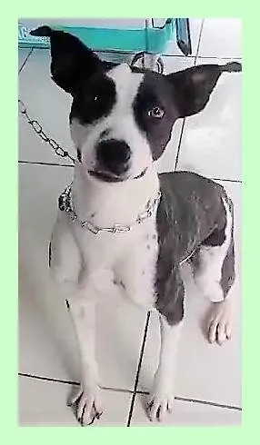 Cachorro ra a SRD-ViraLata idade 1 ano nome Eva
